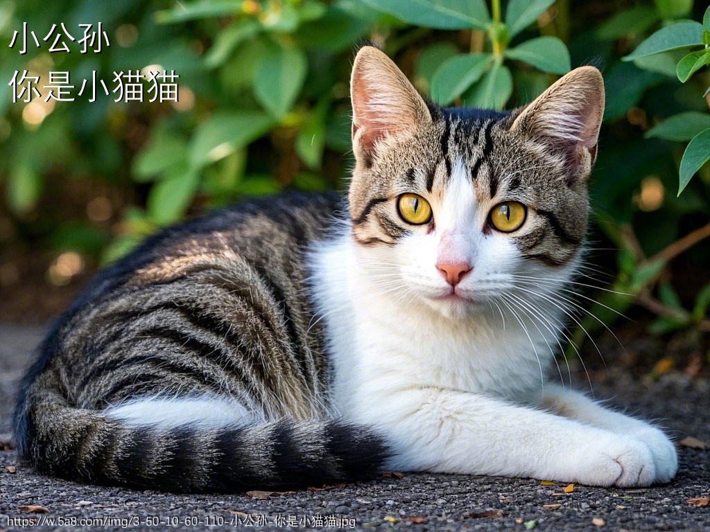 小公孙你是小猫猫搞笑图片