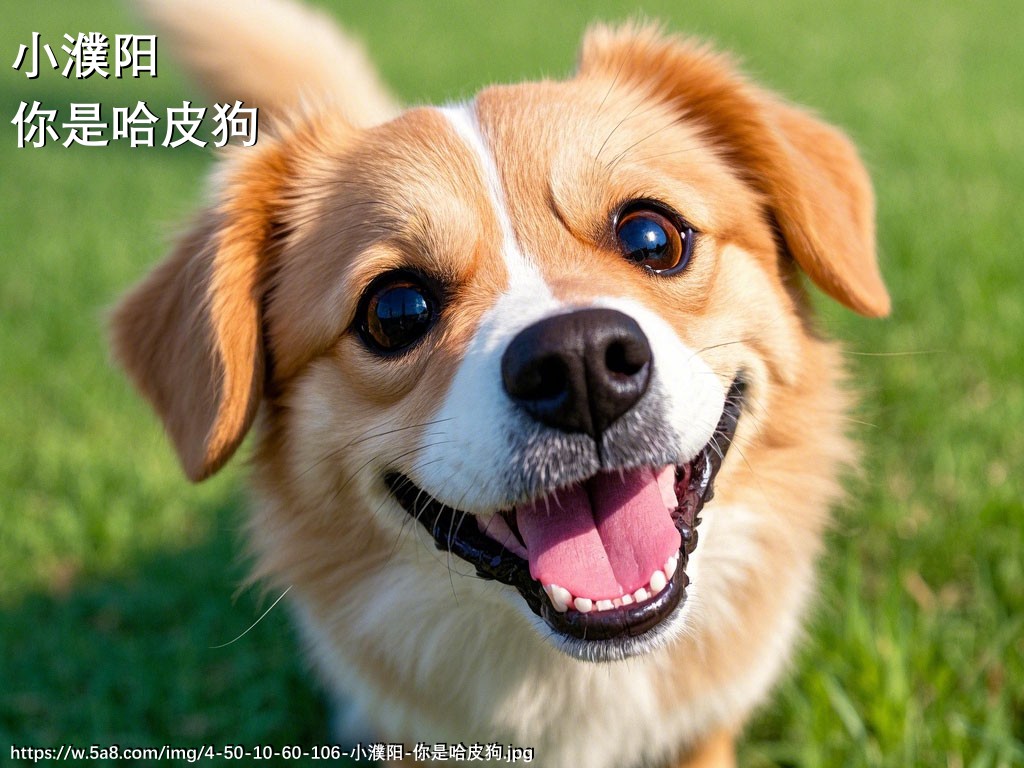 小濮阳你是哈皮狗搞笑图片
