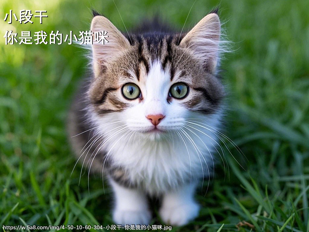 小段干你是我的小猫咪搞笑图片