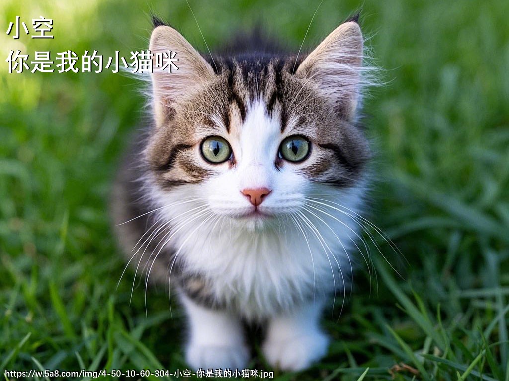小空你是我的小猫咪搞笑图片