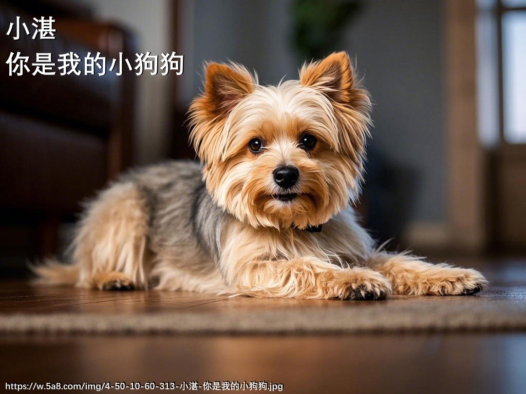 小湛你是我的小狗狗搞笑图片