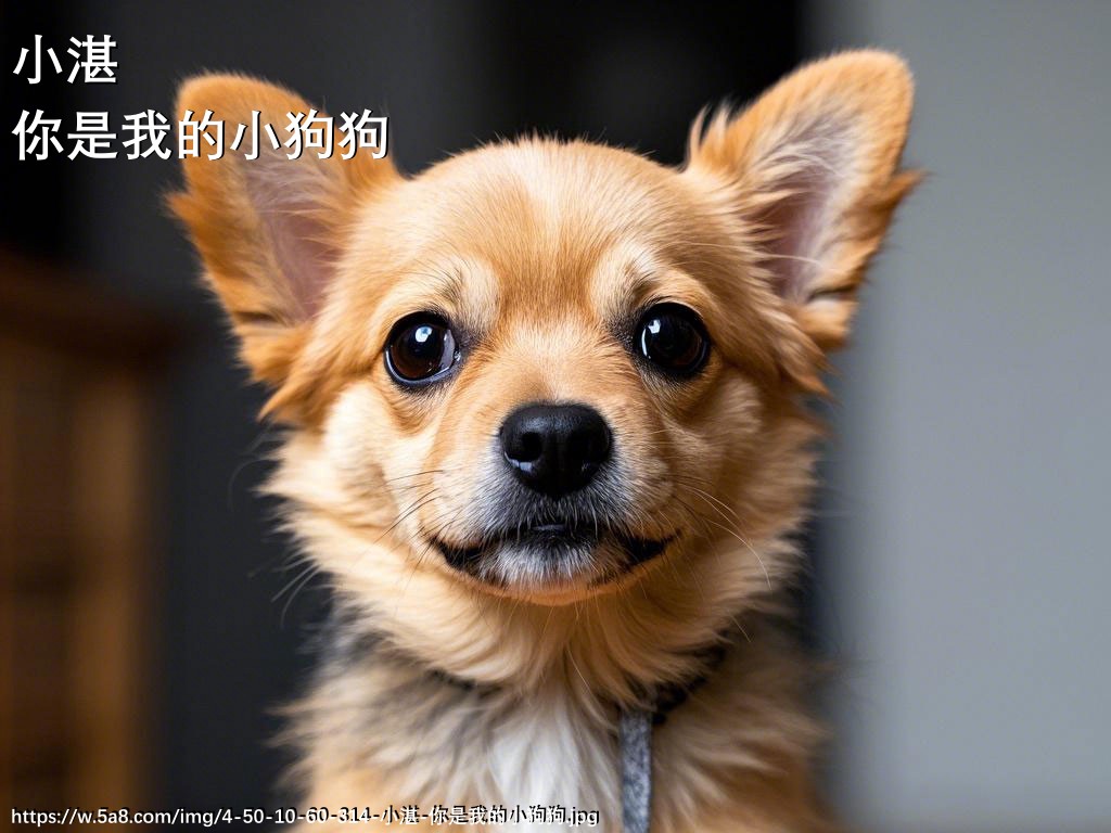 小湛你是我的小狗狗搞笑图片