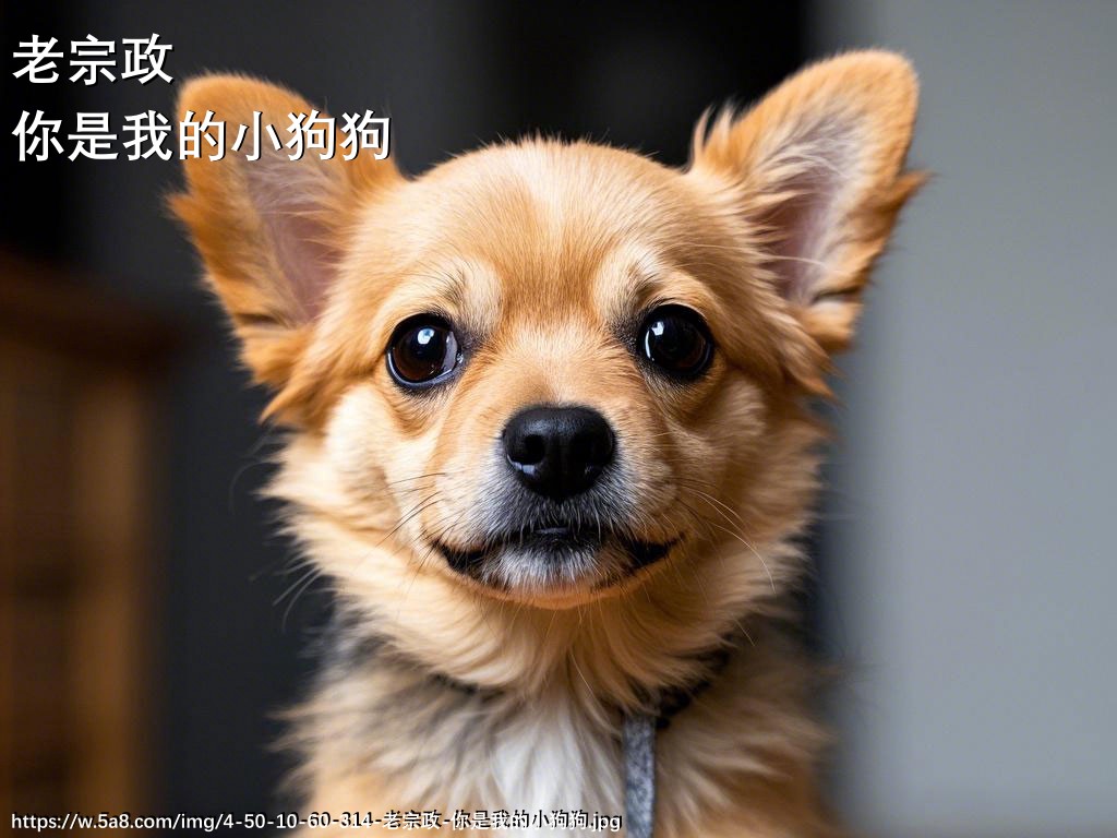 老宗政你是我的小狗狗搞笑图片
