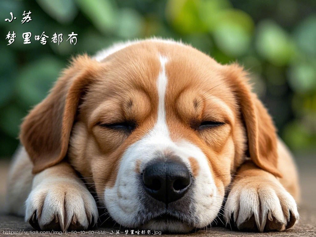 小苏梦里啥都有搞笑图片