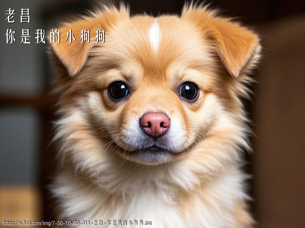 老昌你是我的小狗狗搞笑图片
