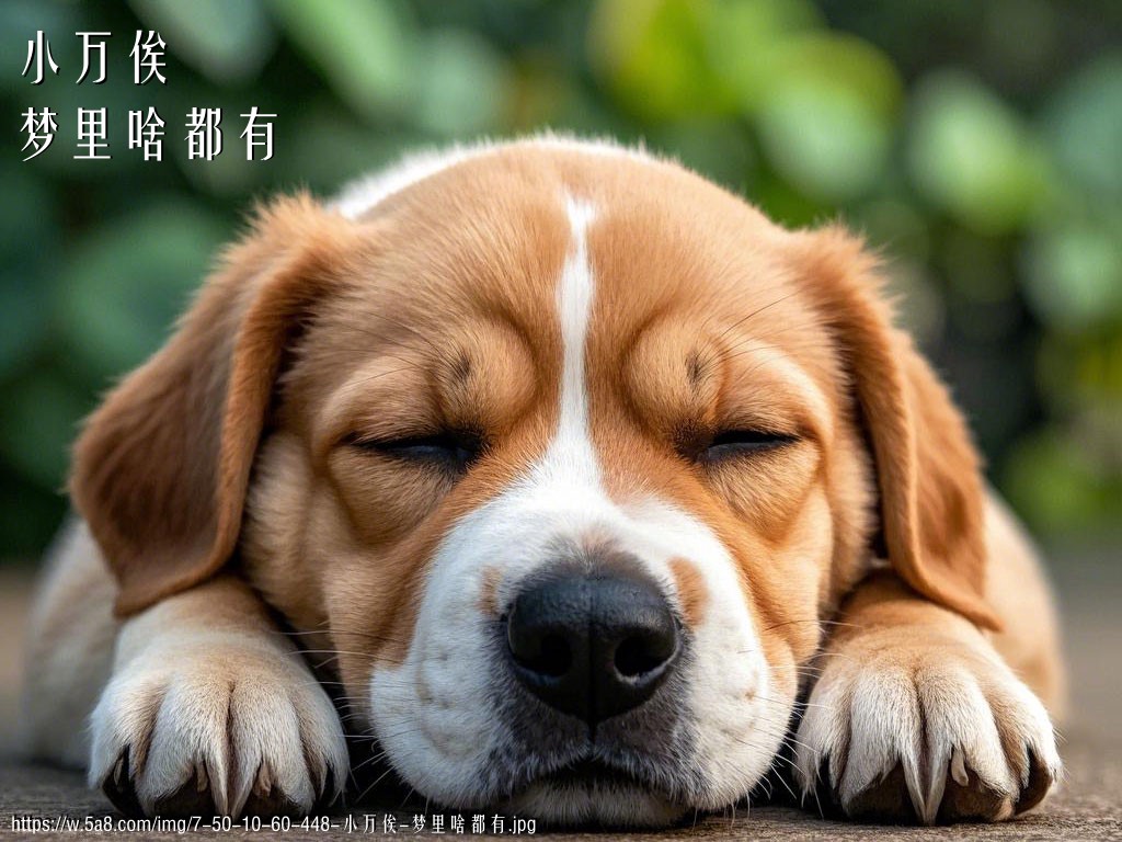 小万俟梦里啥都有搞笑图片