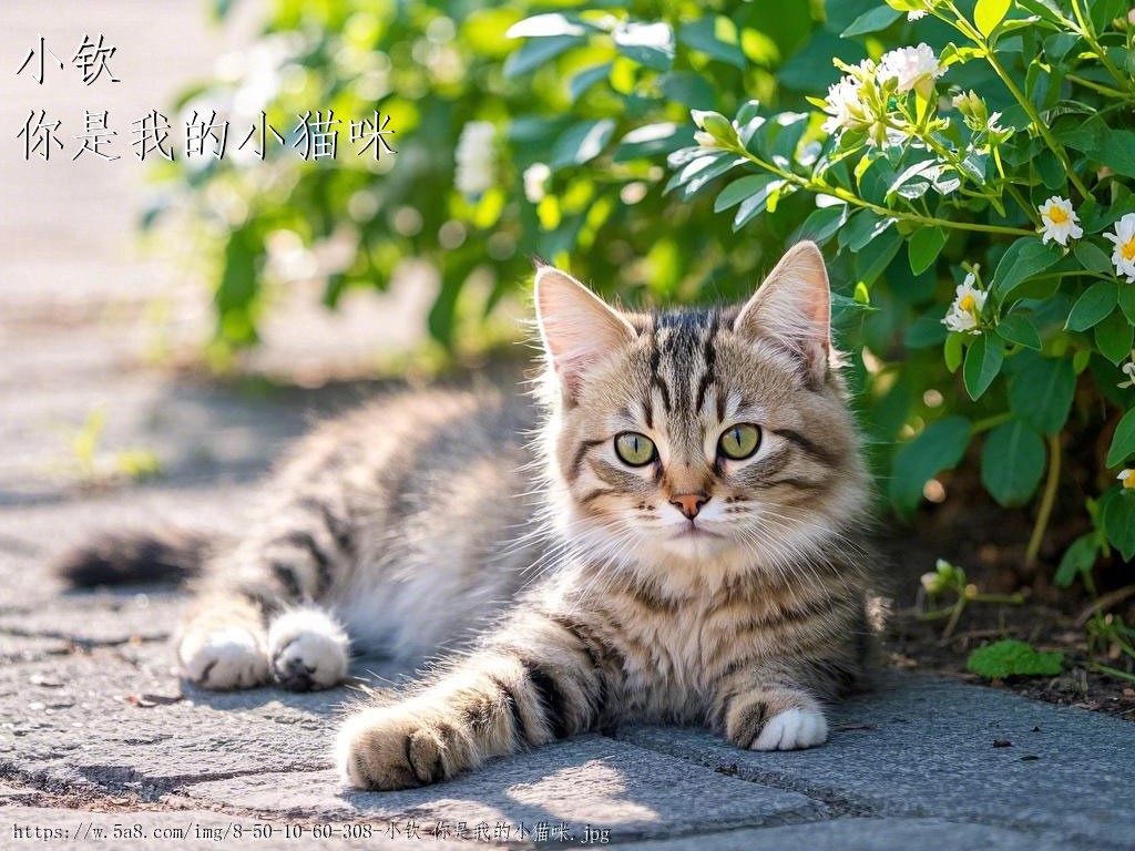 小钦你是我的小猫咪搞笑图片