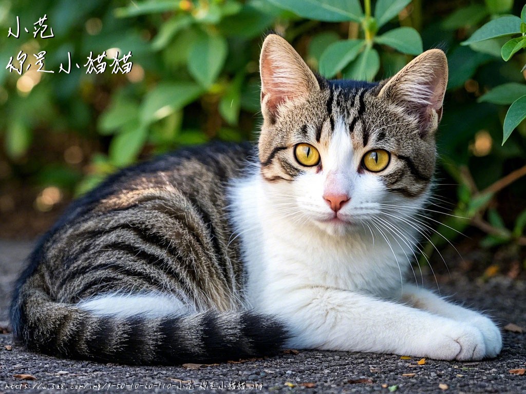 小范你是小猫猫搞笑图片