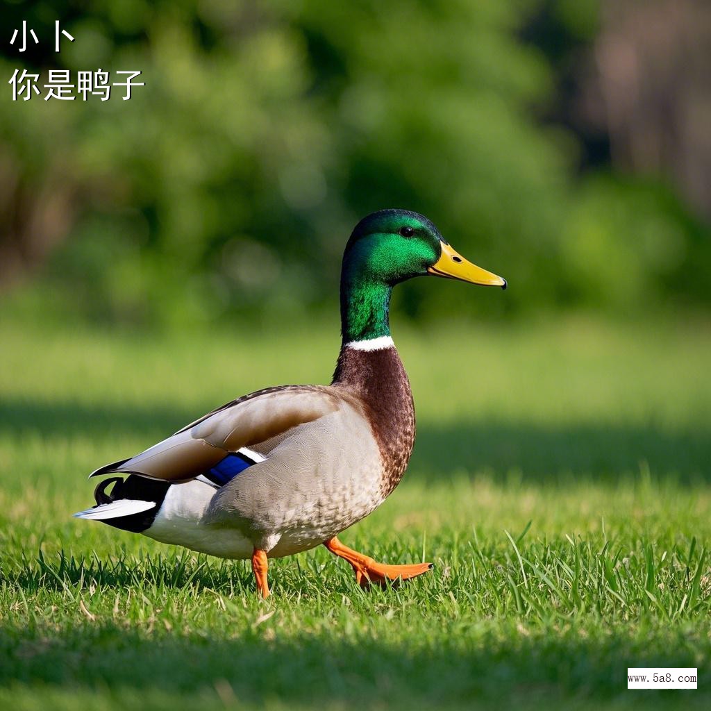 你是鸭子小卜搞笑图片