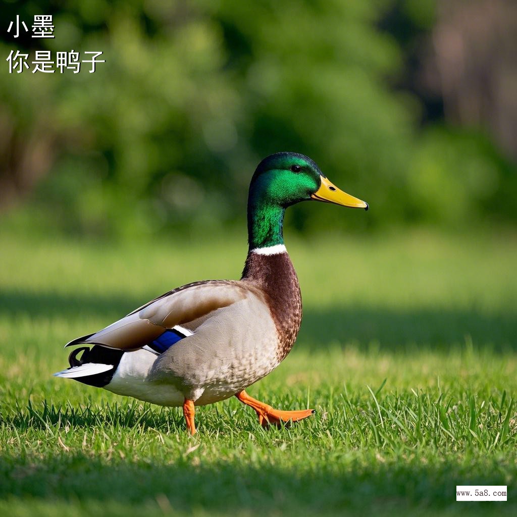 你是鸭子小墨搞笑图片