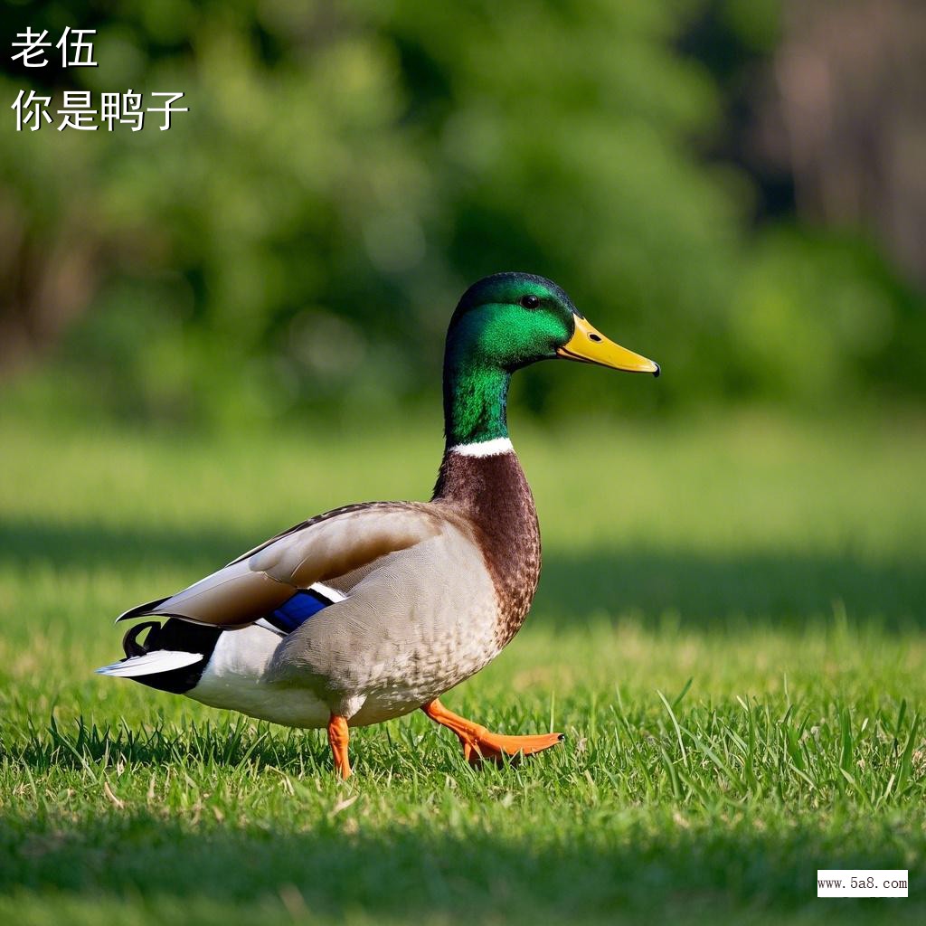 你是鸭子老伍搞笑图片