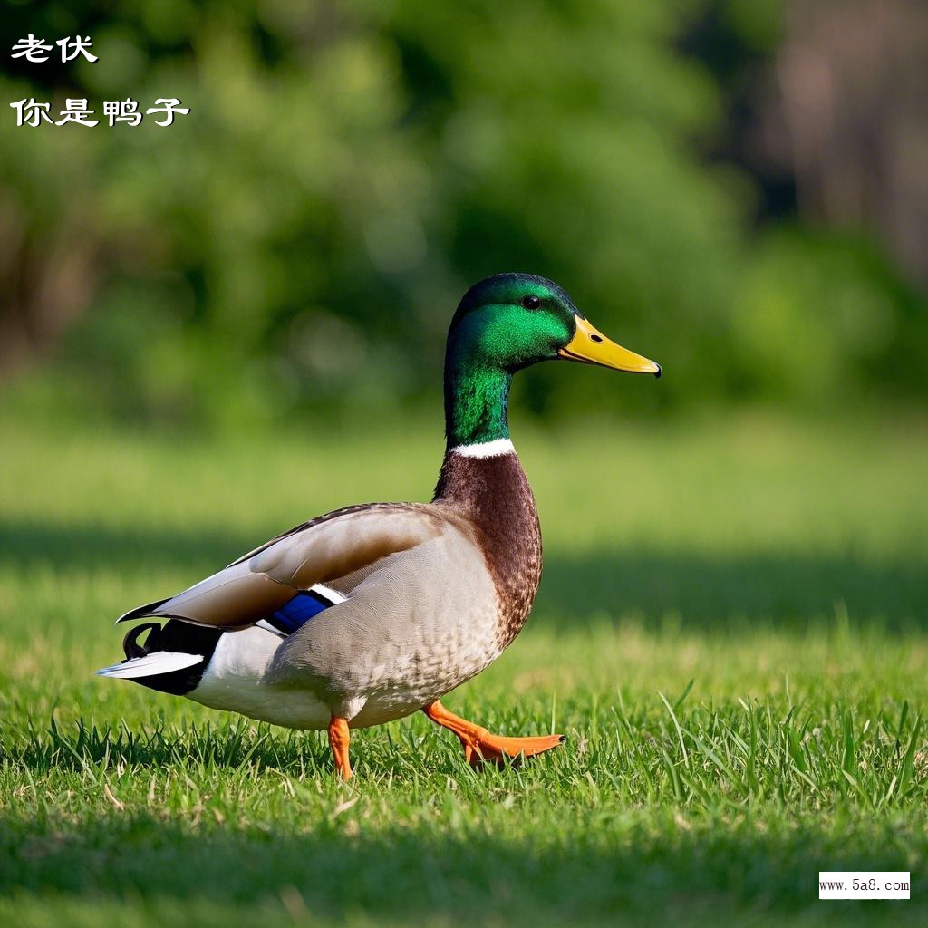 你是鸭子老伏搞笑图片