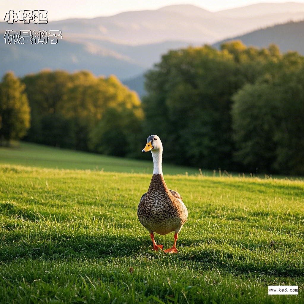 你是鸭子小呼延搞笑图片