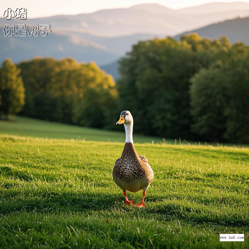 你是鸭子小堵搞笑图片