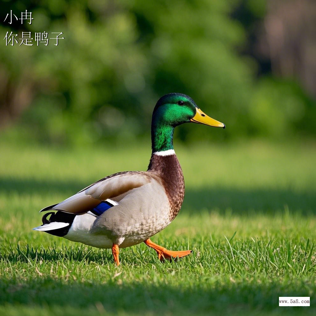 你是鸭子小冉搞笑图片