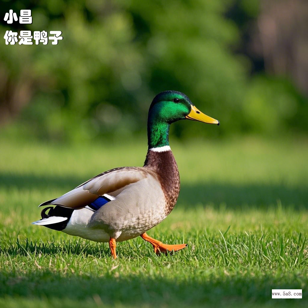 你是鸭子小昌搞笑图片
