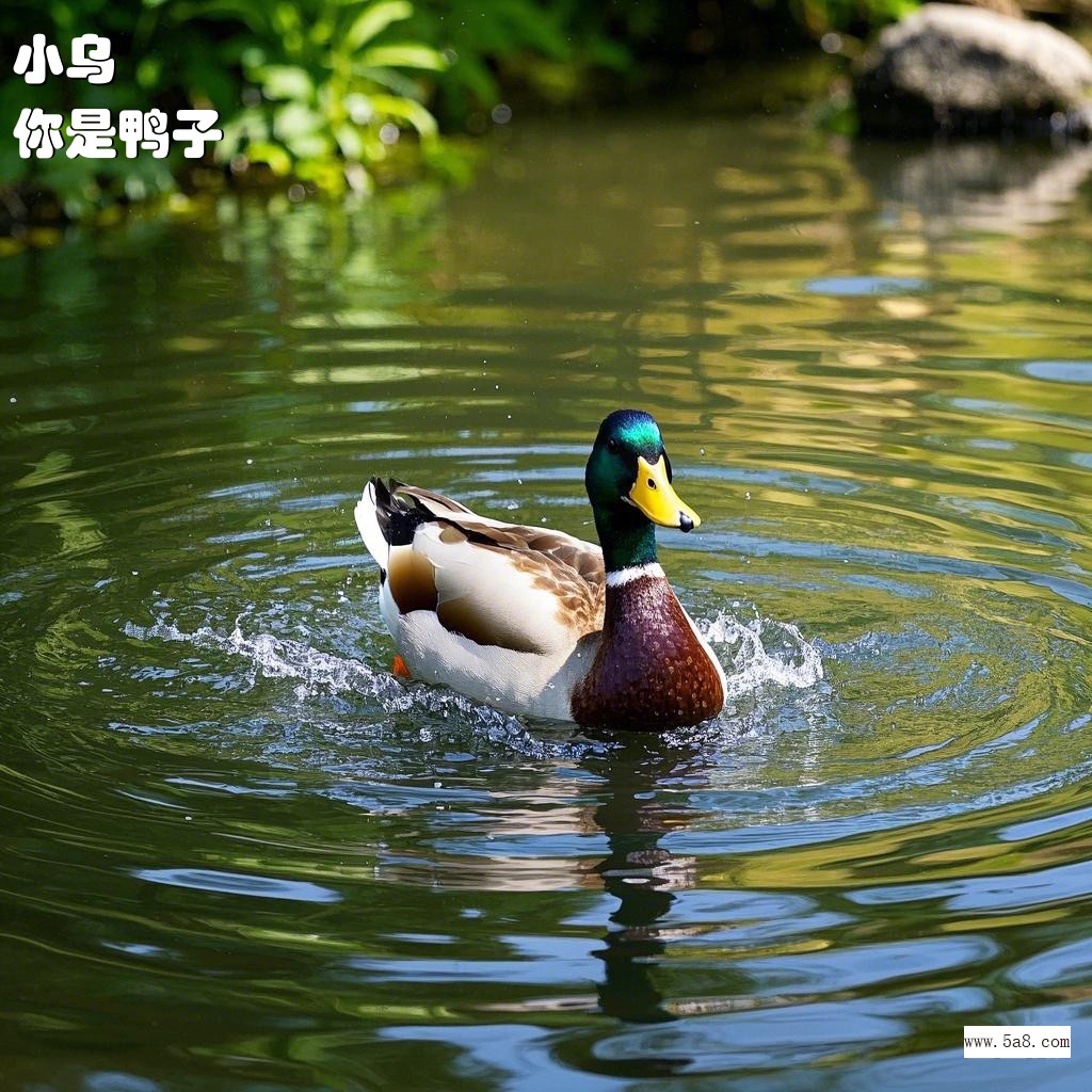 你是鸭子小乌搞笑图片