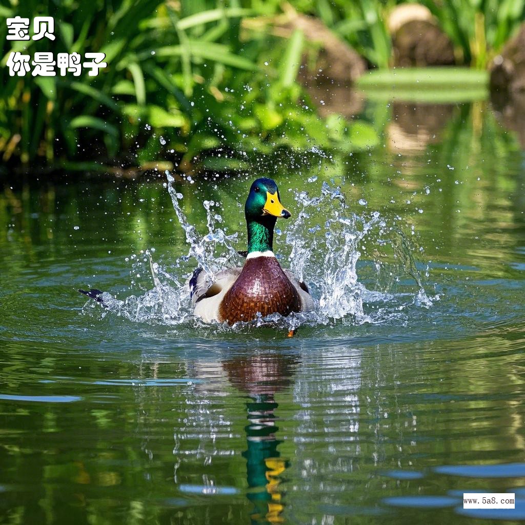 你是鸭子宝贝搞笑图片