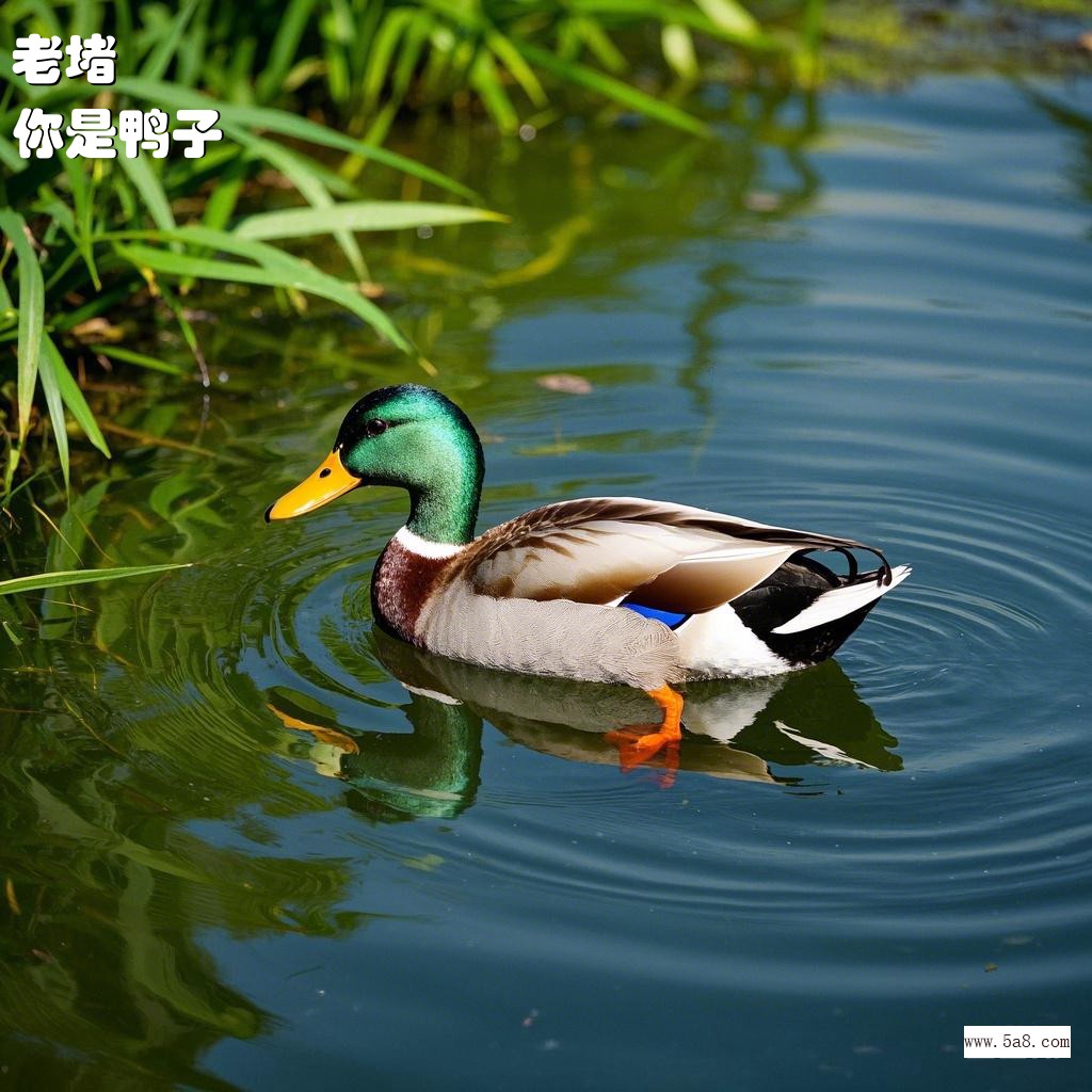 你是鸭子老堵搞笑图片