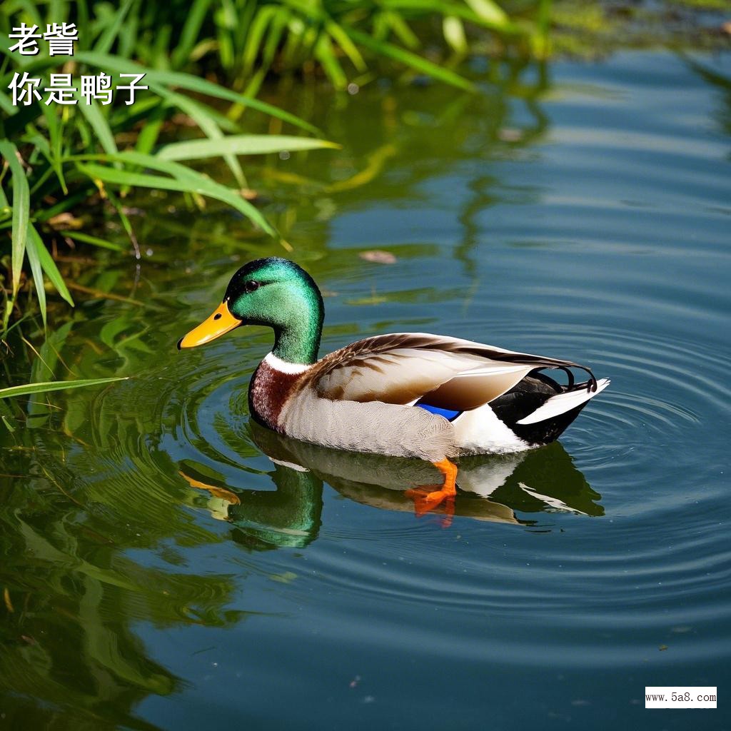 你是鸭子老訾搞笑图片